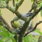 Meise im Baum