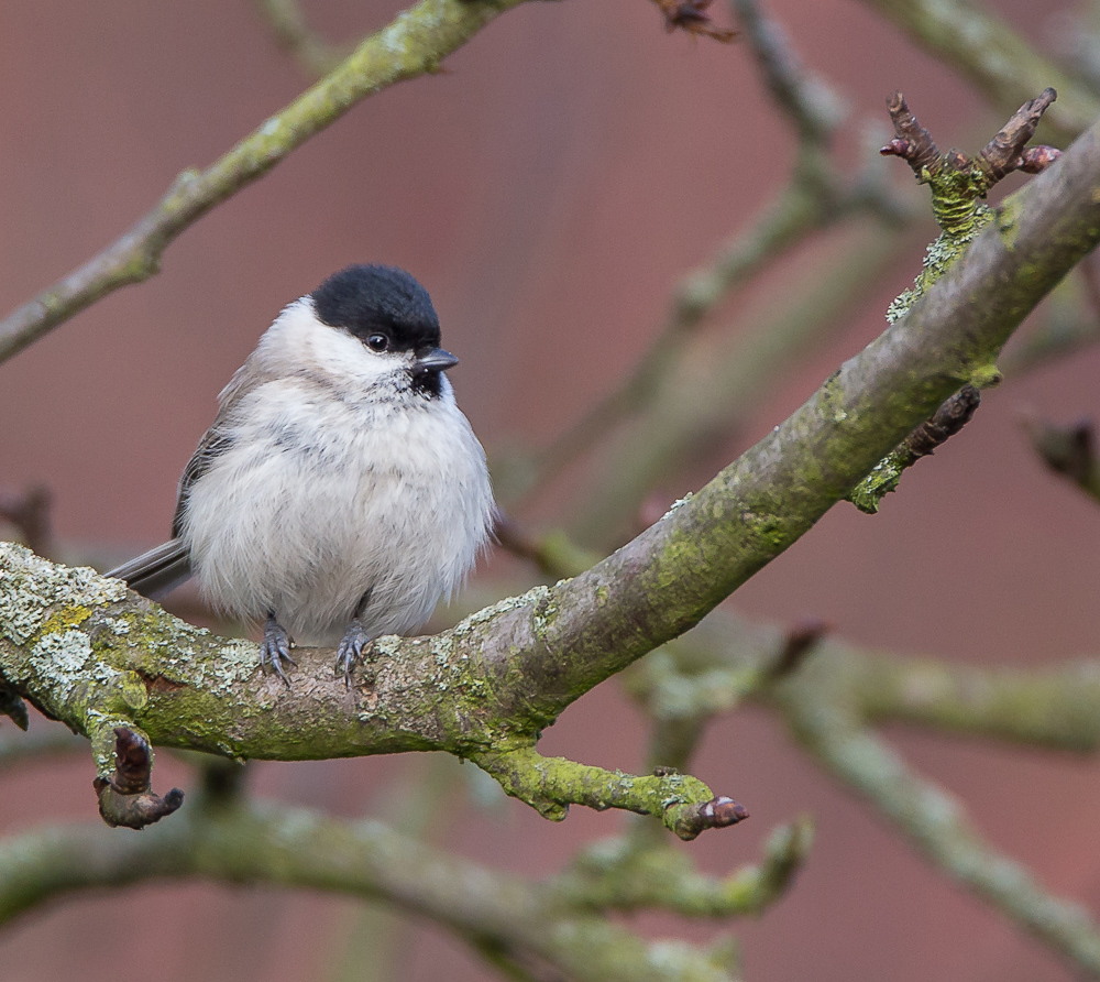 Meise im Birnbaum