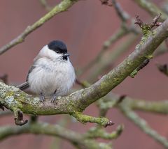 Meise im Birnbaum