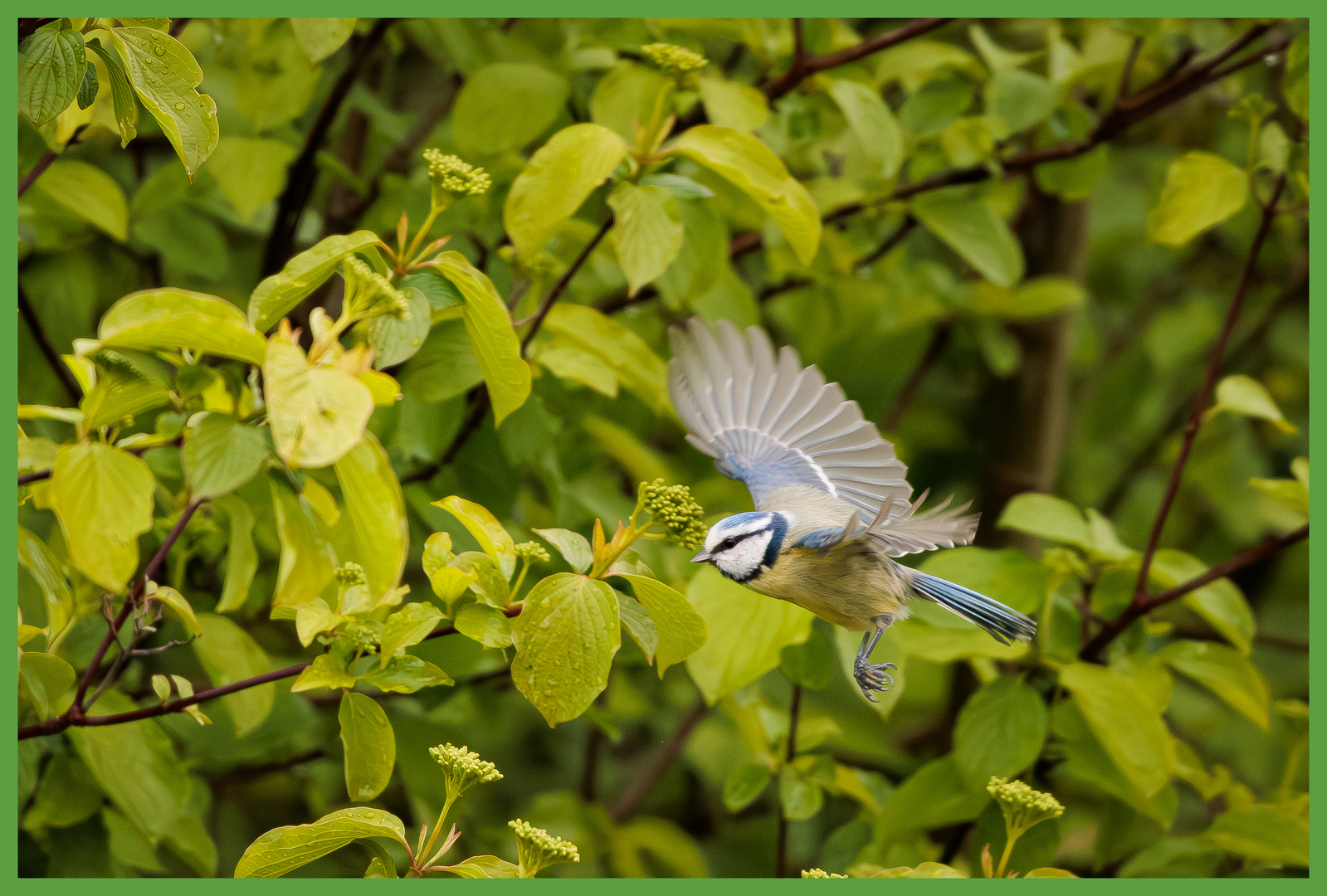 Meise im Flug