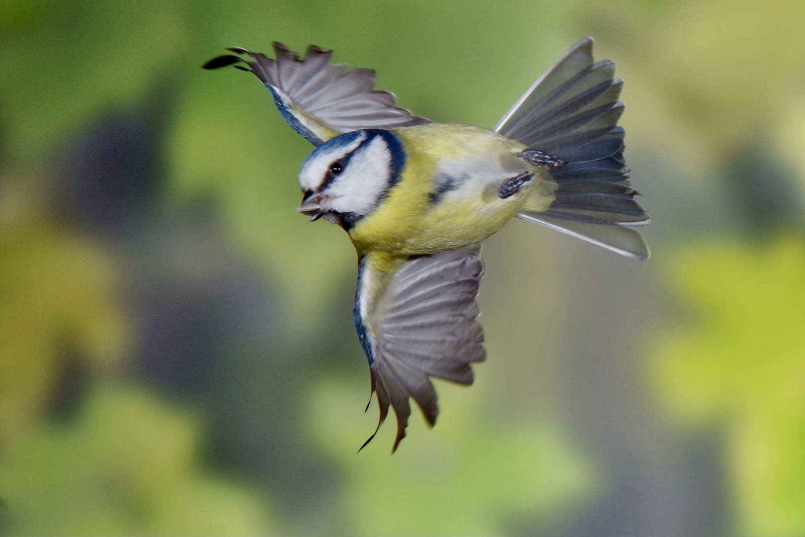 Meise im Flug