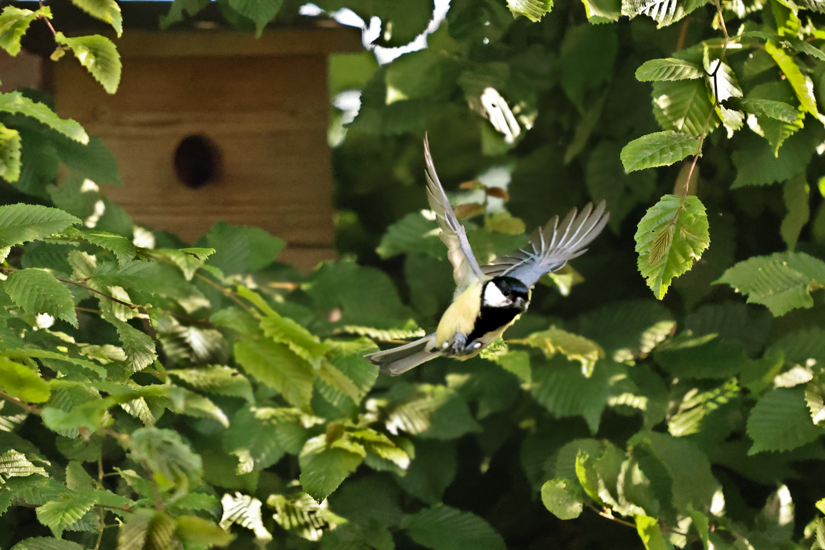 Meise im Flug