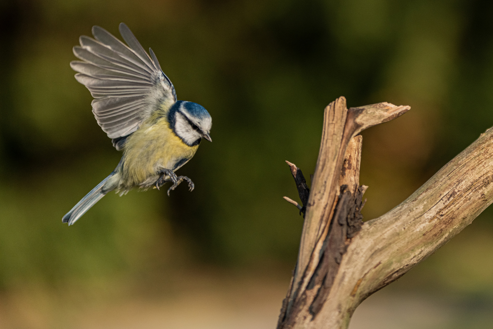 Meise im Flug