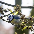 Meise im Frühling...