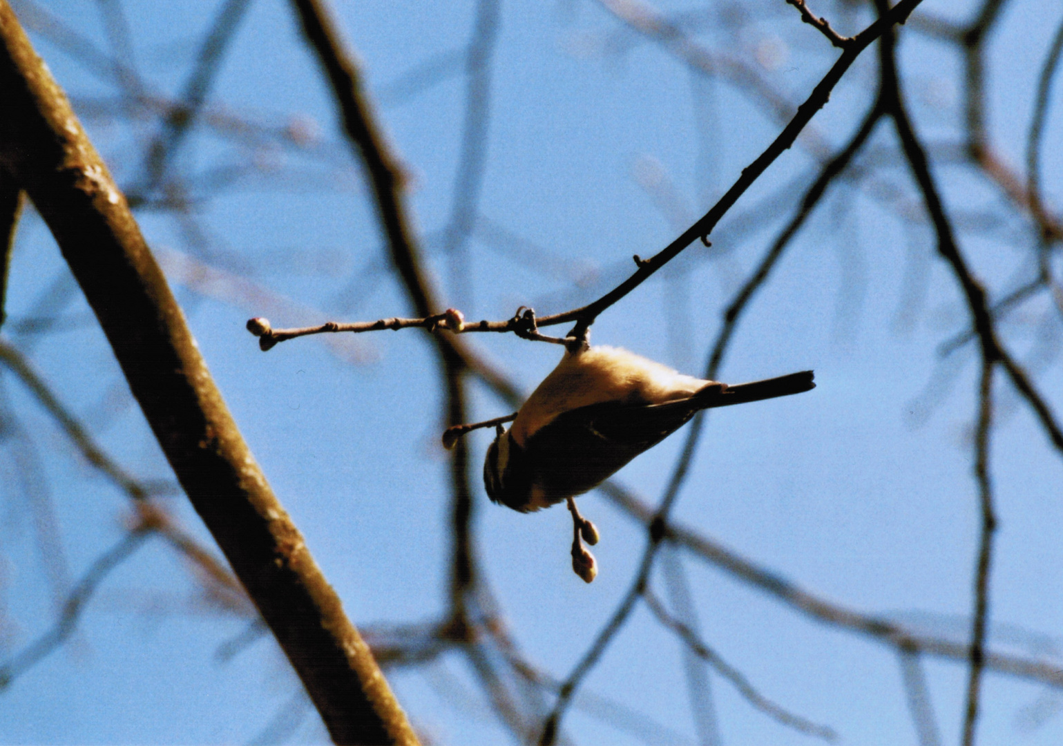 Meise im Frühling