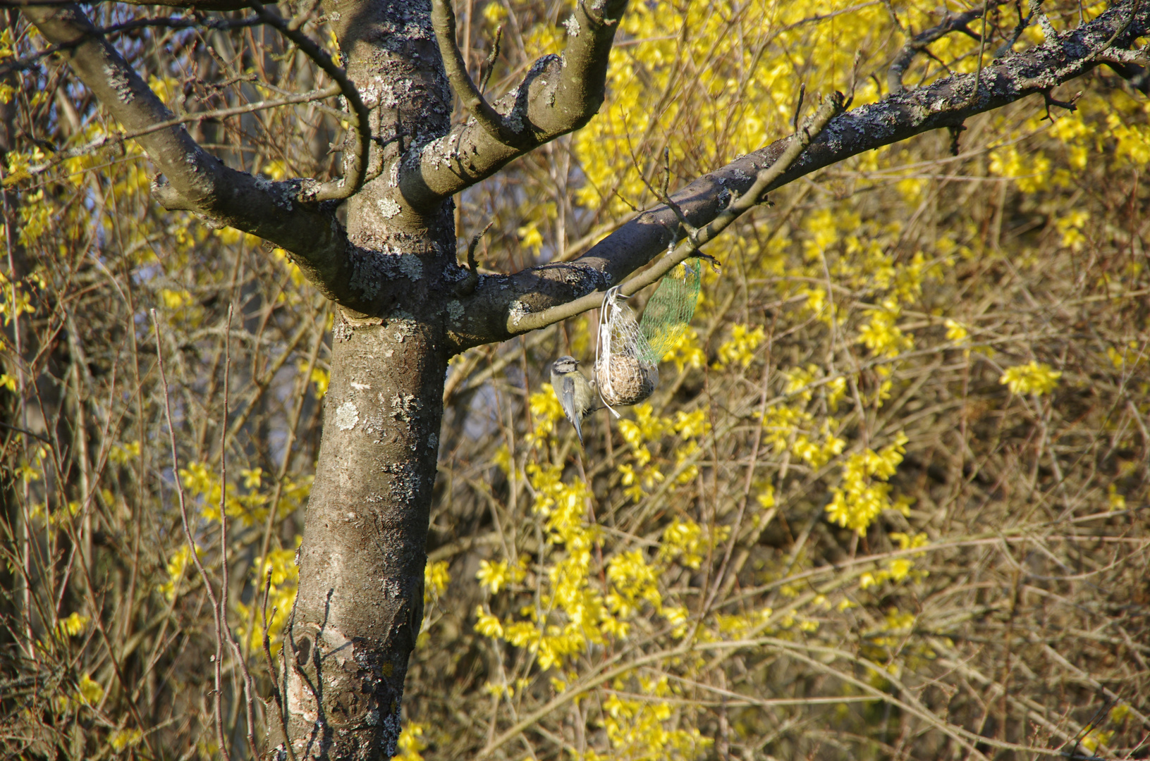 Meise im Futterglück