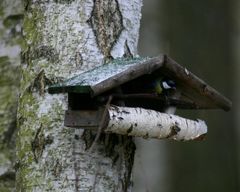 Meise im Futterhaus