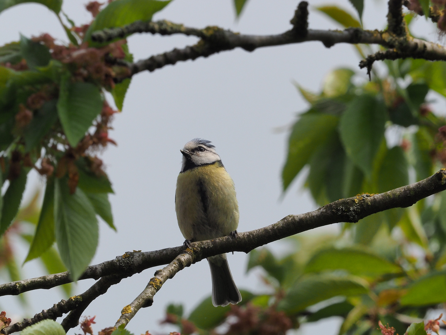 Meise im Garten