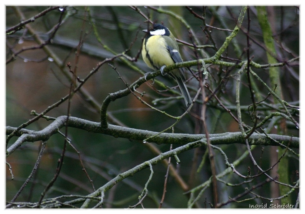 Meise im Garten