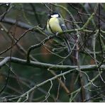 Meise im Garten