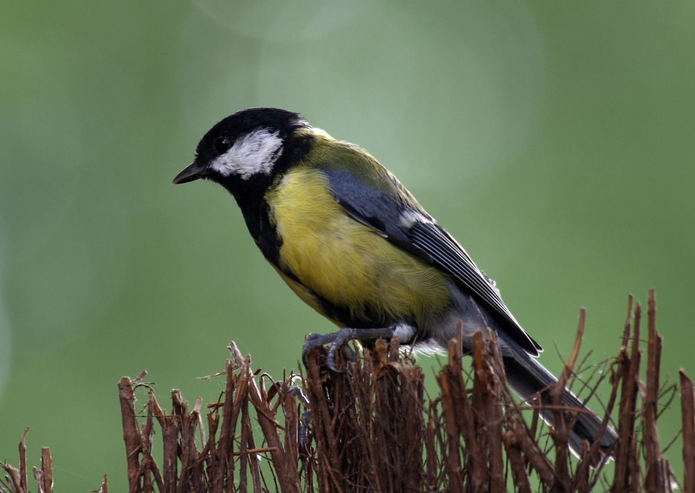 Meise im Garten Foto & Bild tiere, wildlife, wild