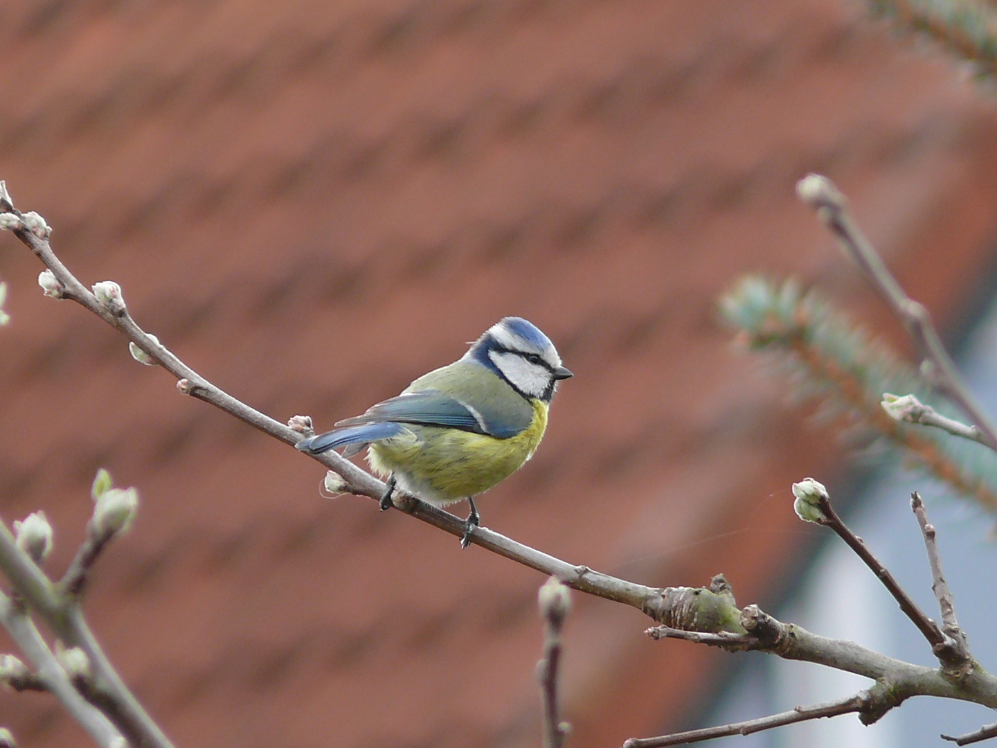 Meise im Garten