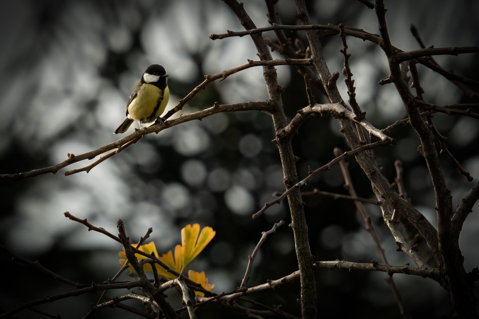 Meise im Gingko