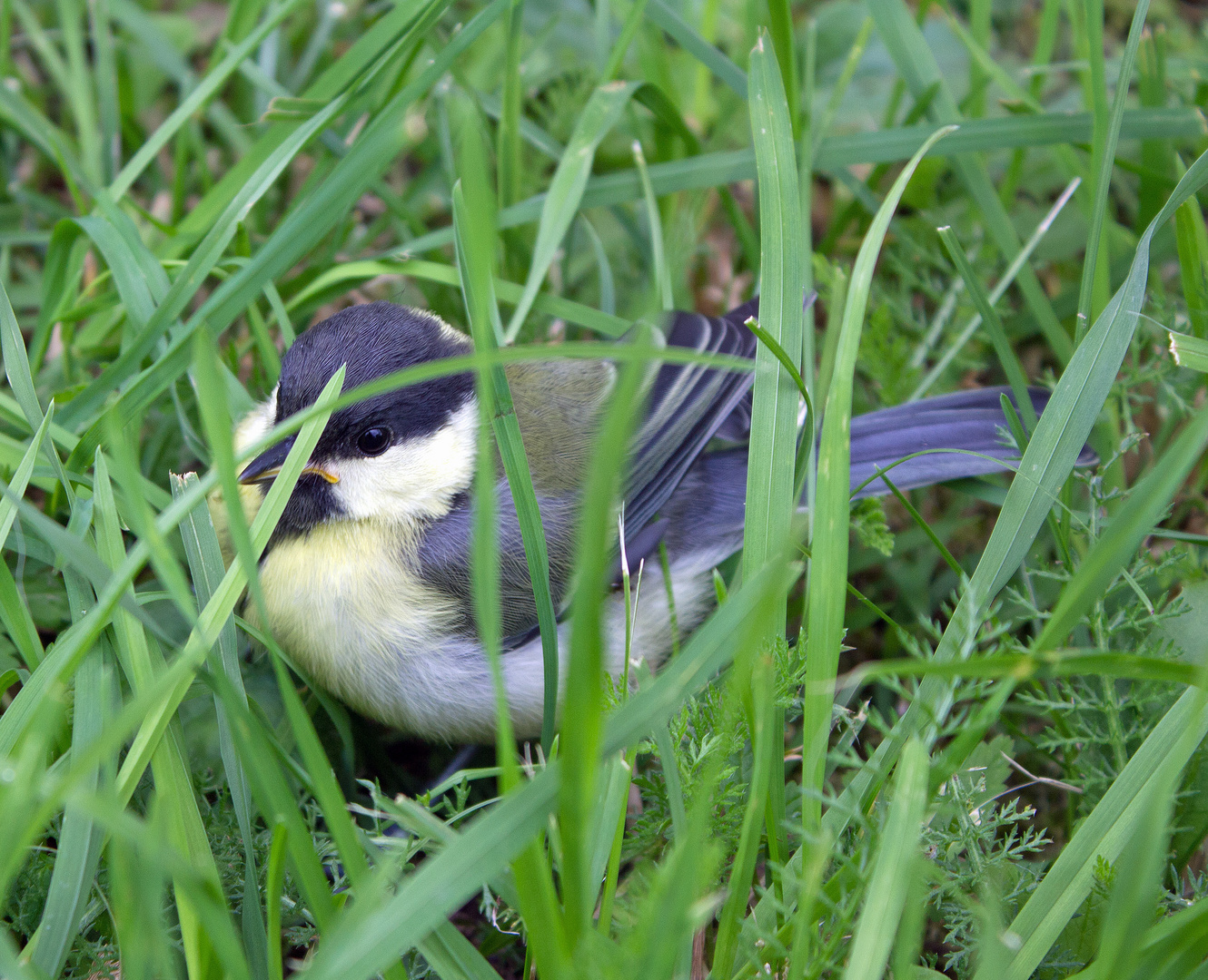 Meise im Gras