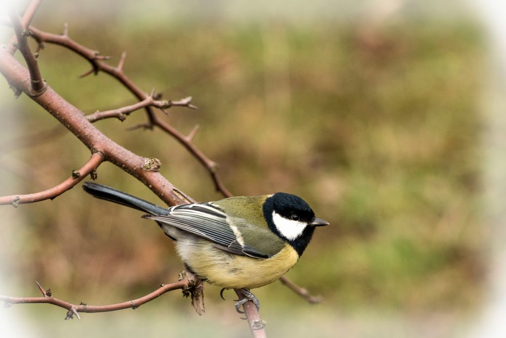 Meise im Großen Garten