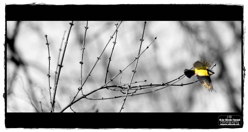 Meise im Großen Garten