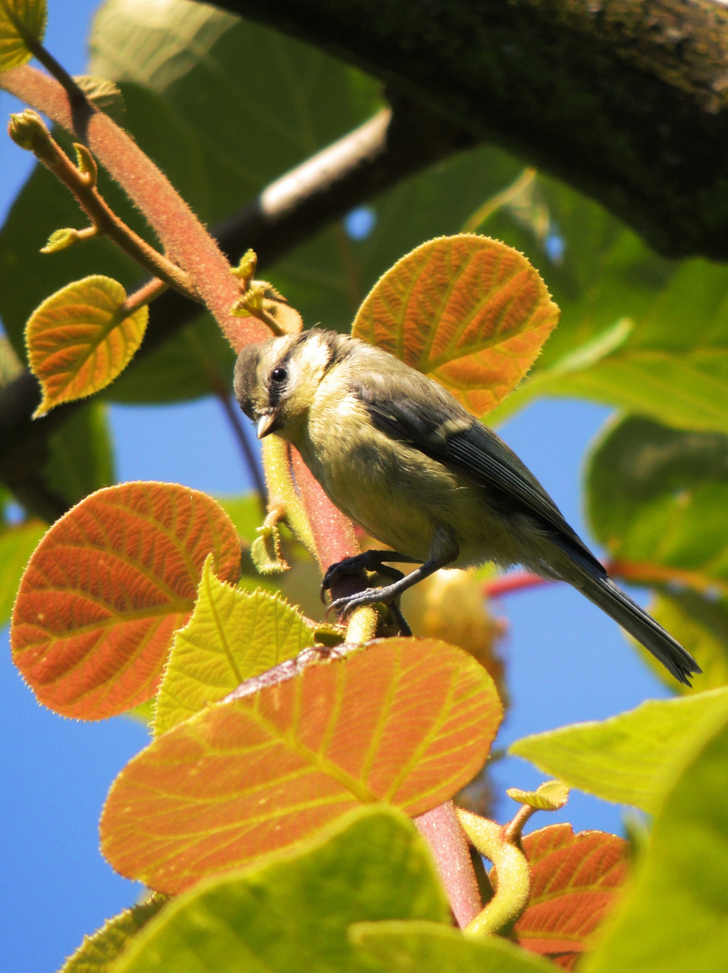 Meise im Kiwibaum f. August im Kalender 2015