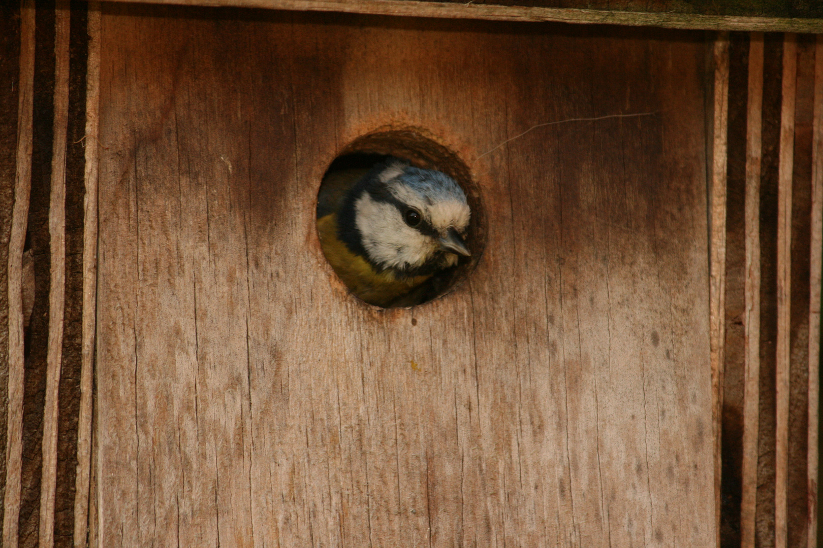 Meise im Nistkasten