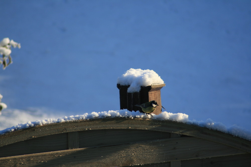 Meise im Schnee