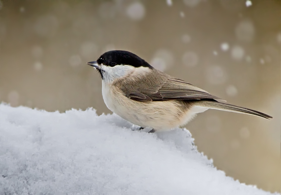 Meise im Schnee