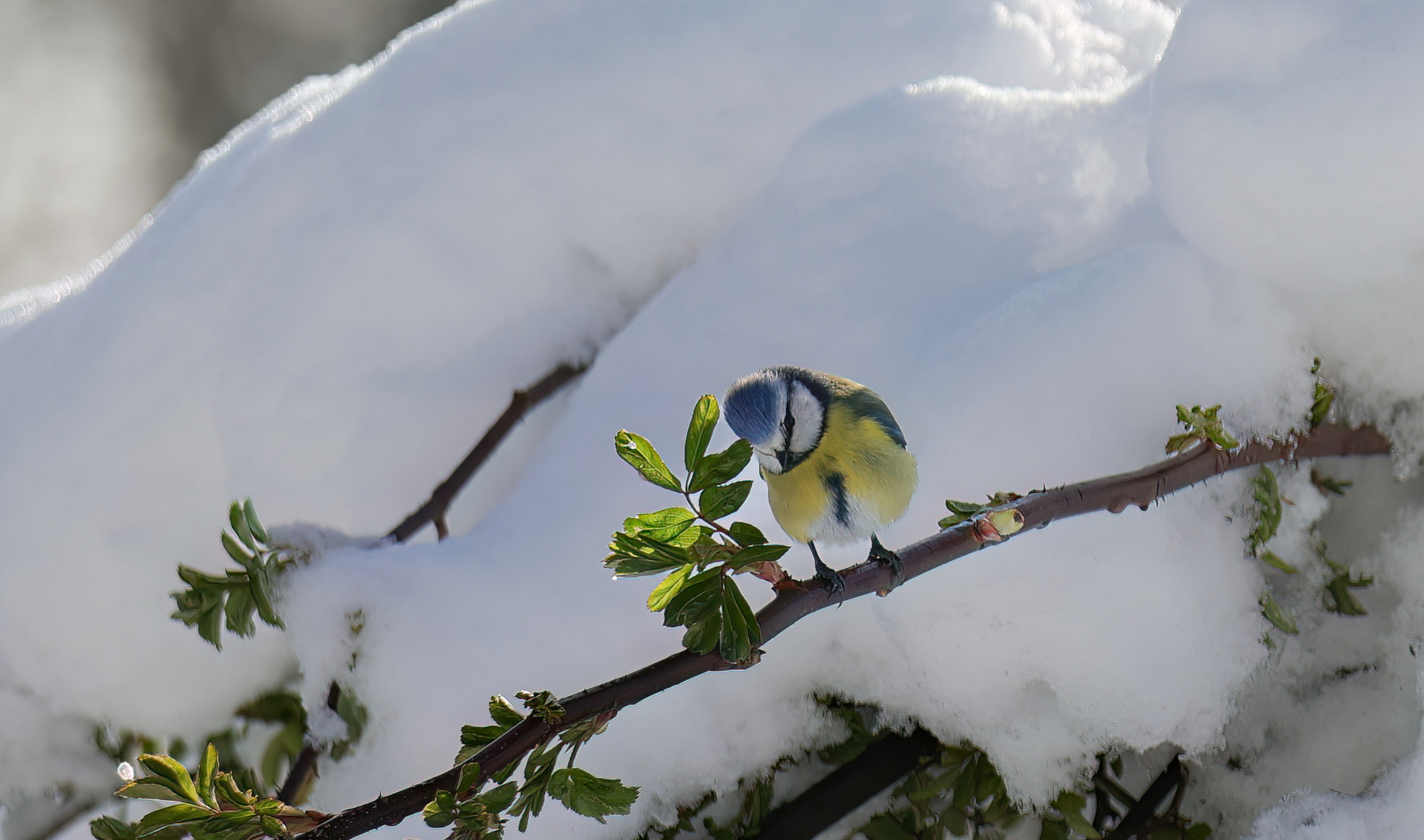 meise im schnee