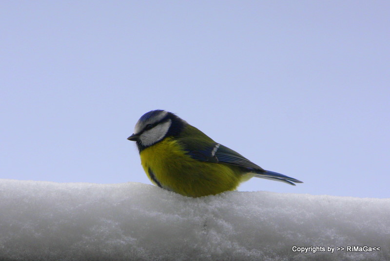 Meise im Schnee