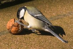 Meise im Walnuss Fieber