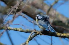 Meise im Wind