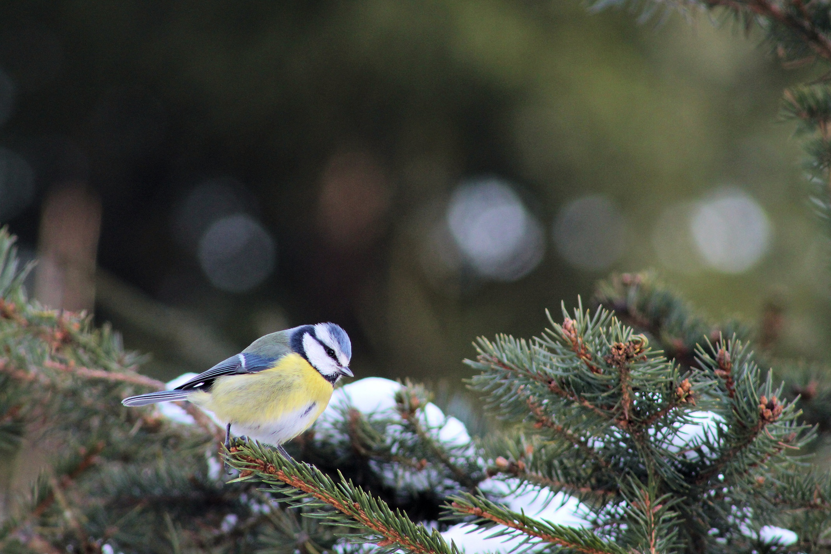 Meise im Winter