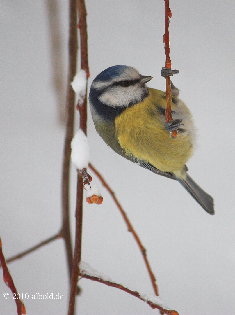 Meise im Winter