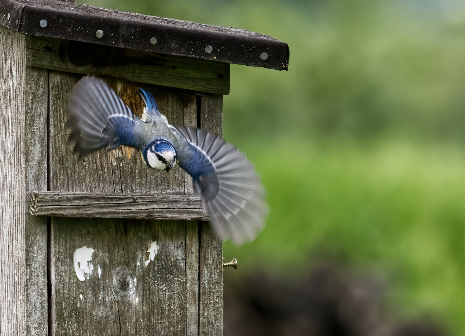 Meise in Bewegung