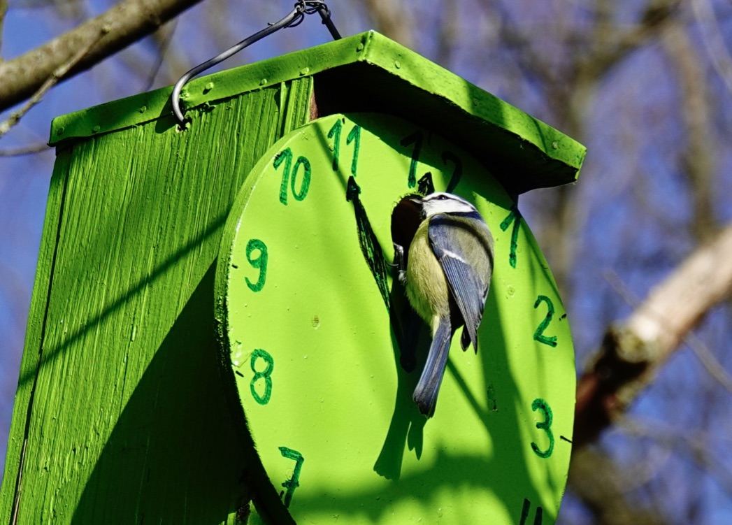 Meise - "Leute, es ist 5 vor 12 ... aber keiner hat es verstanden, außer die Natur selbst ..."