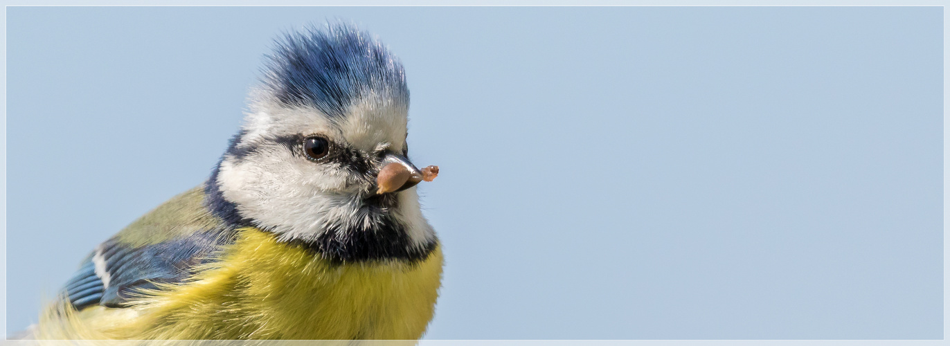 Meise mit Futter Foto & Bild | tiere, wildlife, wild lebende vögel