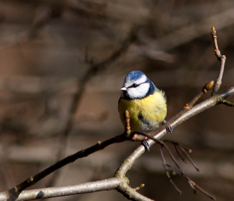 Meise (Paridae)