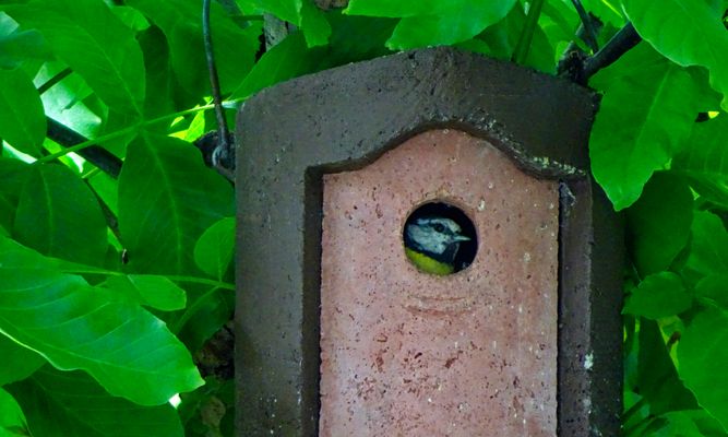 Meise schaut aus dem Nistkasten