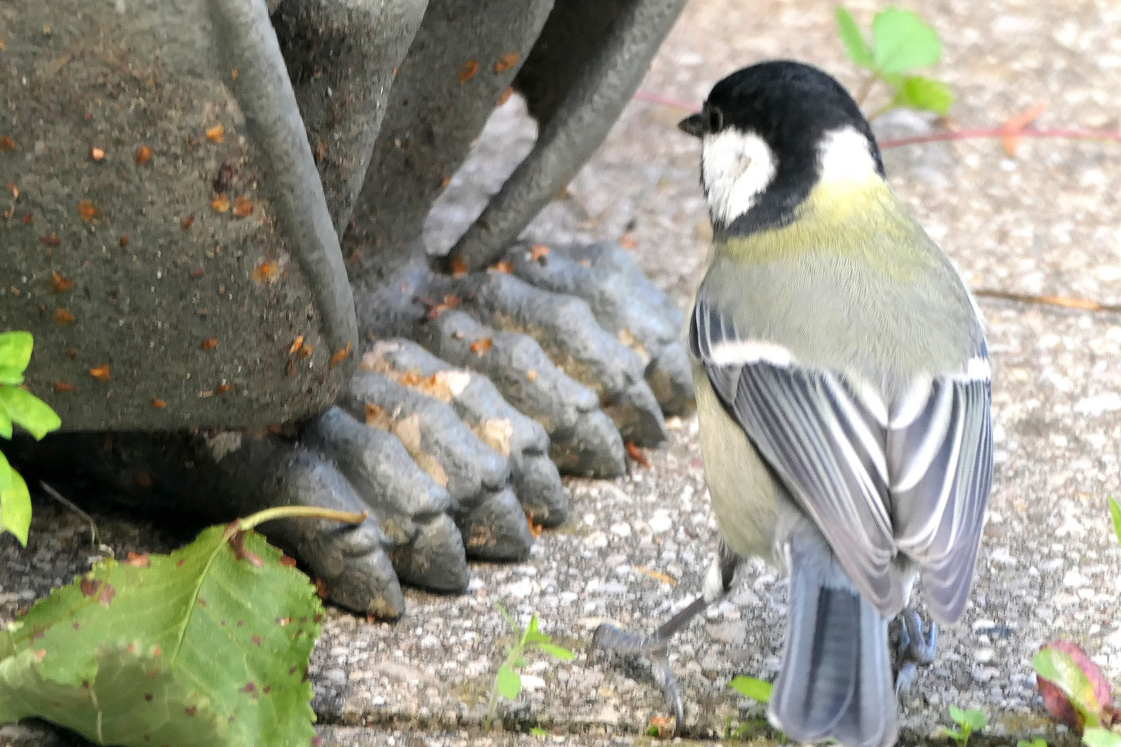 Meise und Gargoyle Zehen ohne COPY