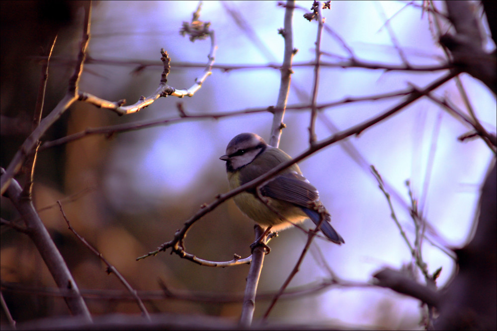 Meise wärmt sich an winterlicher Abendsonne