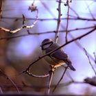 Meise wärmt sich an winterlicher Abendsonne