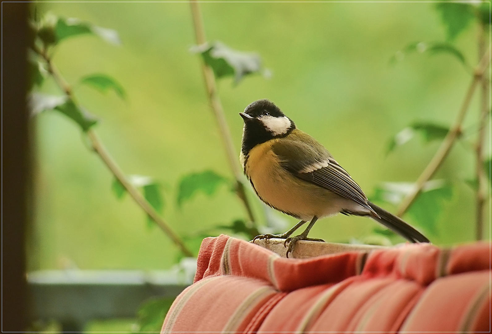 Meise zu Besuch 