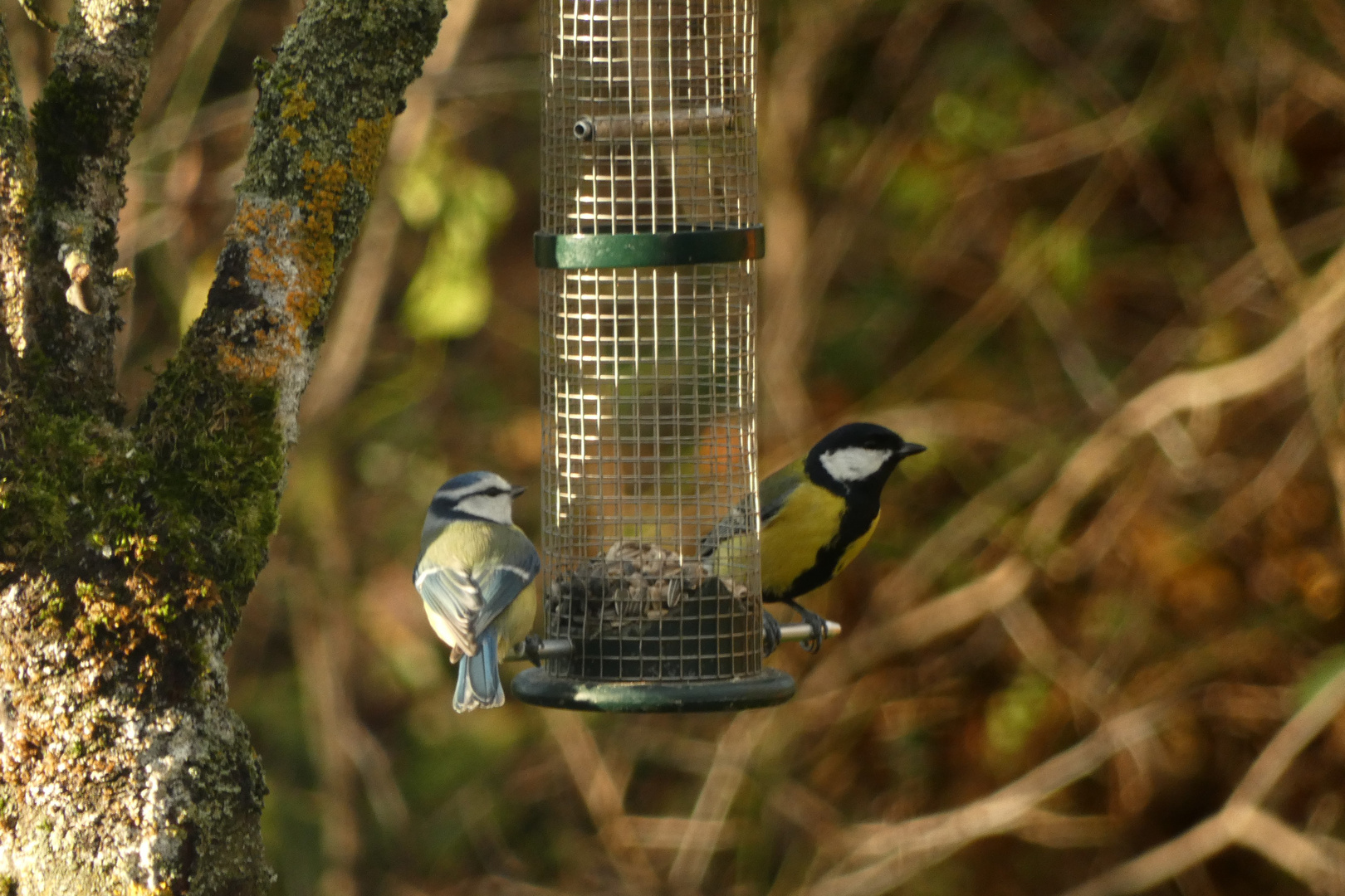 Meisen am Vogelkasten