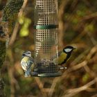 Meisen am Vogelkasten