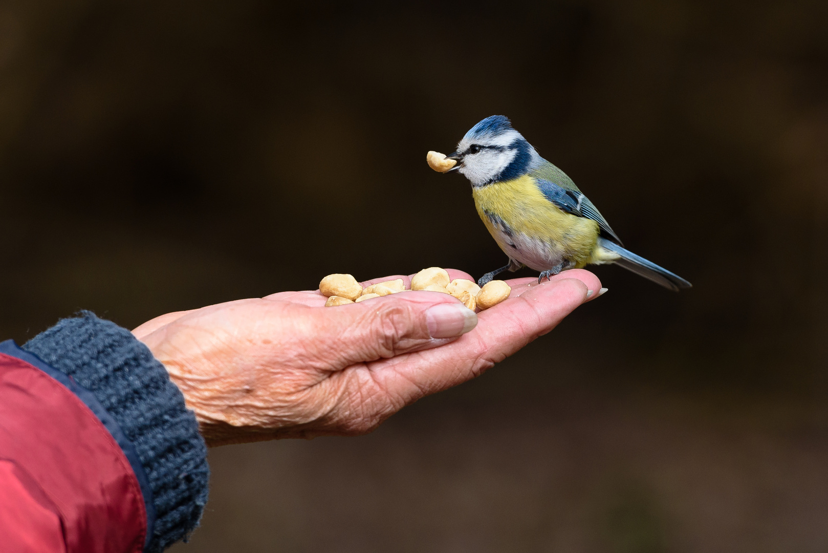 Meisen füttern... Foto & Bild frühling, natur, füttern Bilder auf
