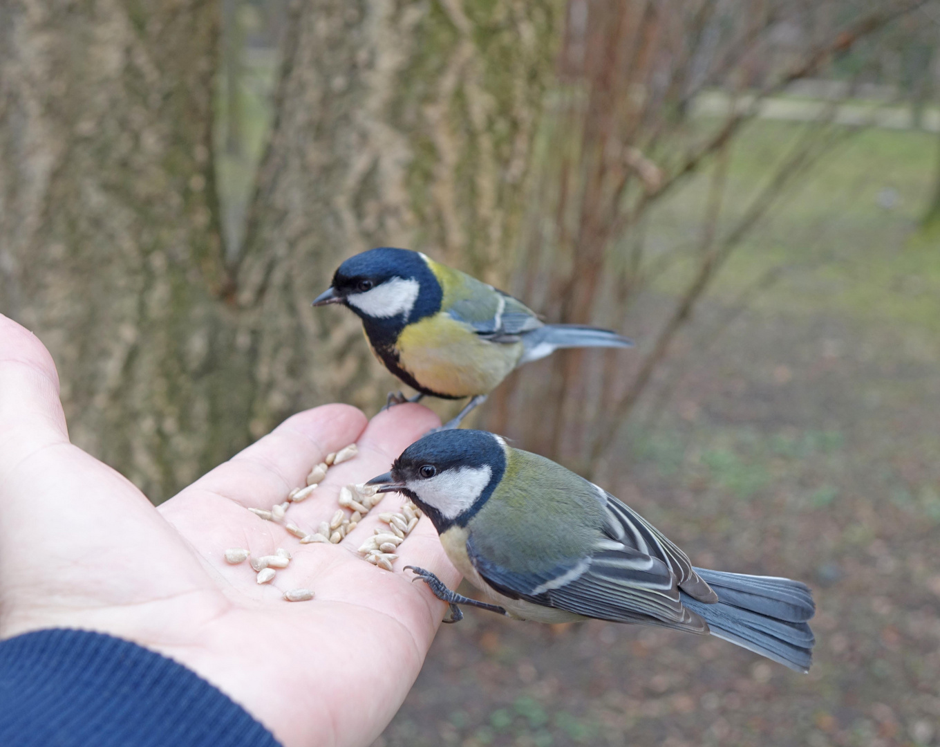 Meisen füttern im Park