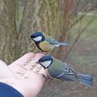 Meisen füttern im Park