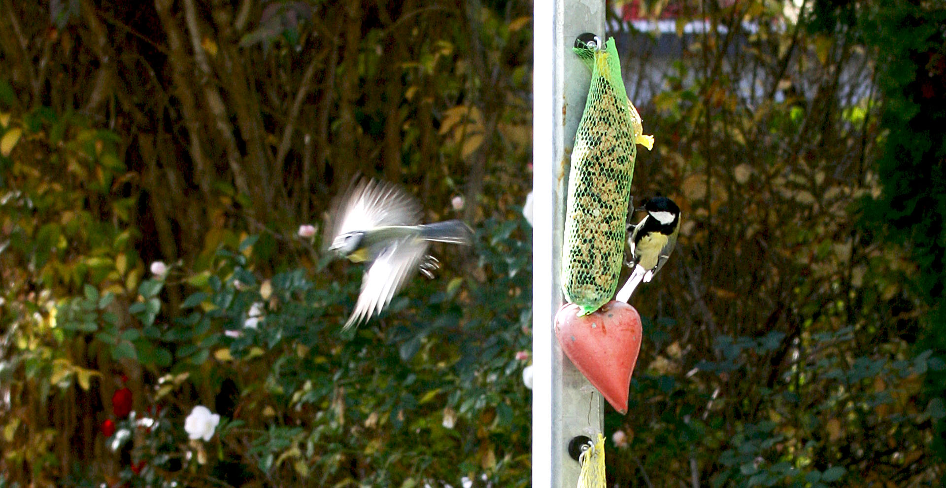 Meisen im Garten Foto &amp; Bild tiere, wildlife, wild