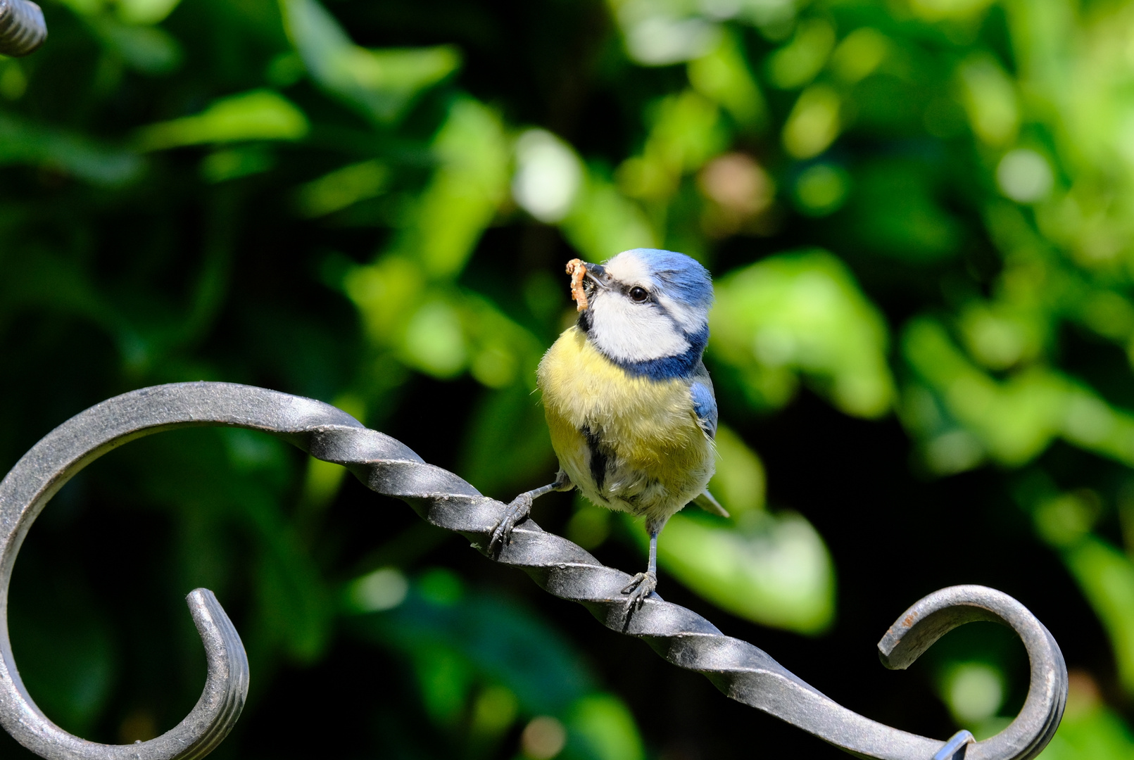 Meisen in unserem Garten