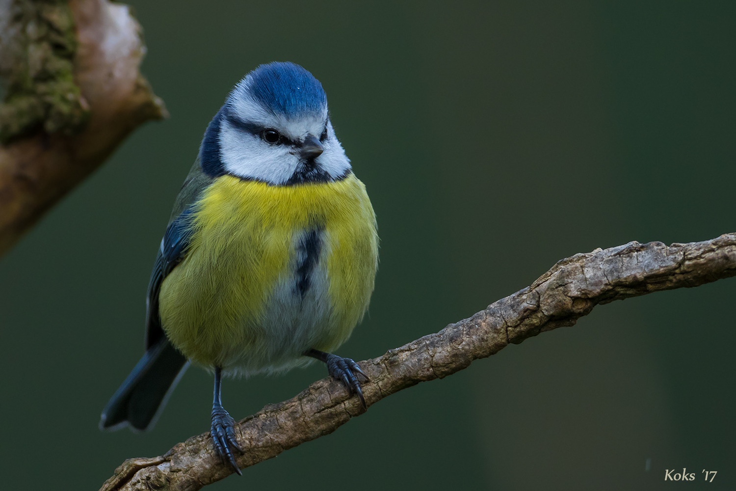 Meisen-Meise ... ? Foto & Bild | natur, tiere, vögel Bilder auf fotocommunity