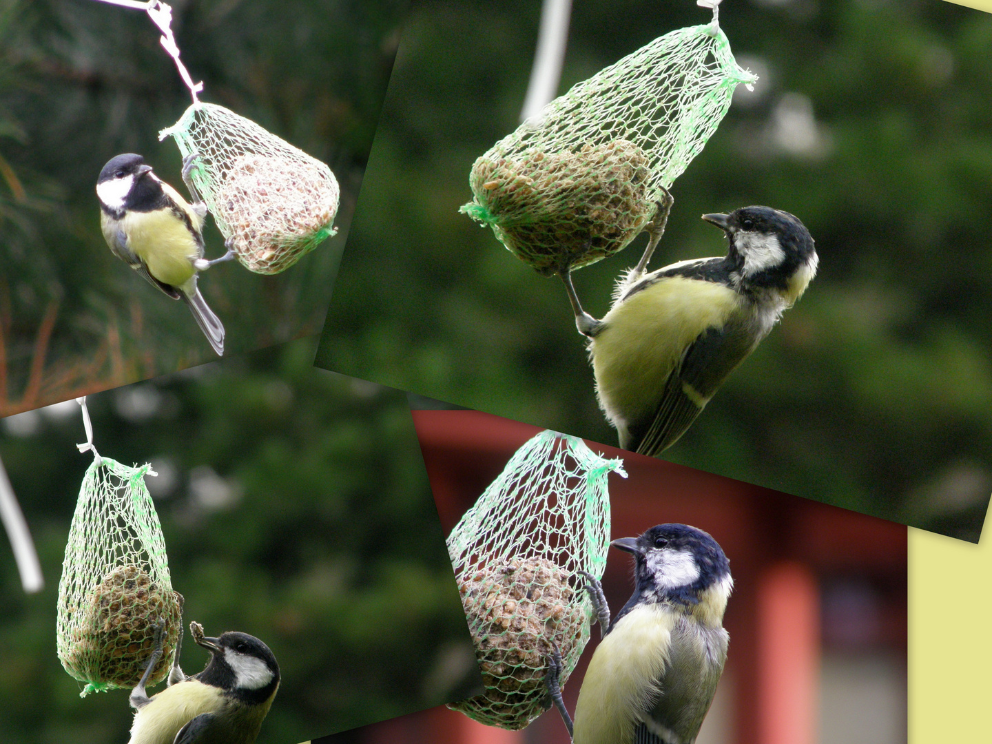 Meisen zu Besuch am Sommerhaus