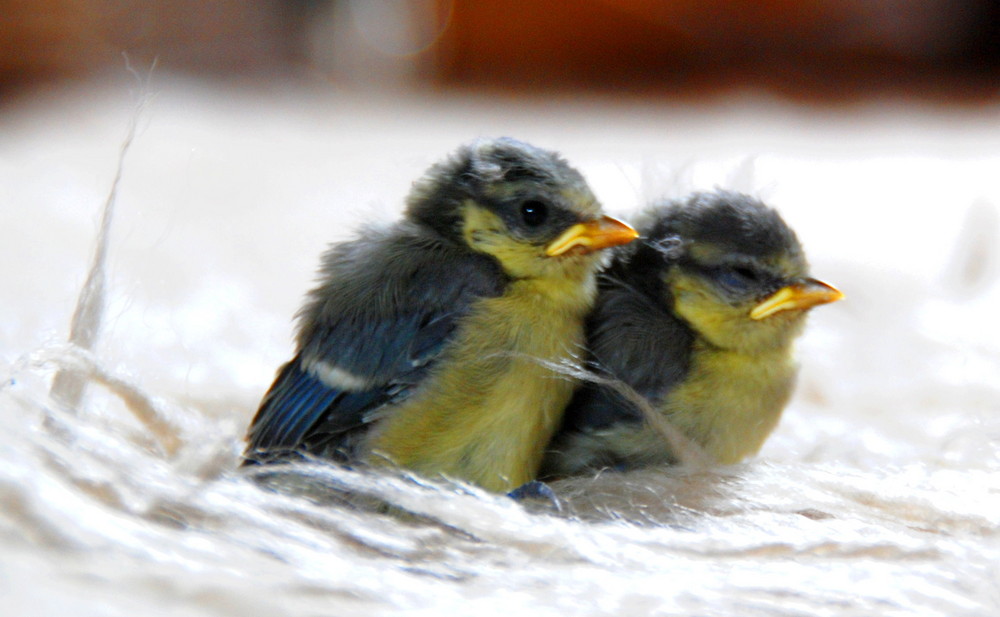 Meisenbabys