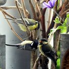 Meisenfamilie auf unserem Balkon